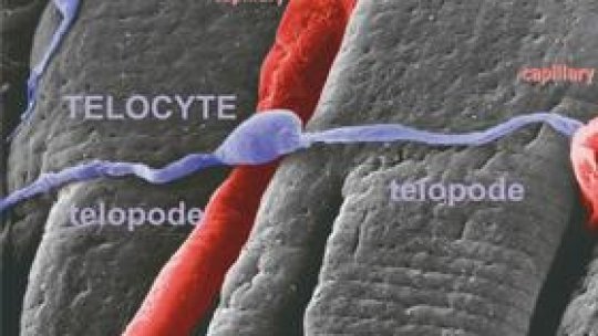 Telocitele, un succes româno-chinez în cercetare