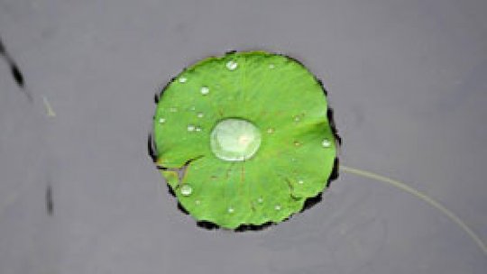 Frunză artificială, creată de savanţii americani