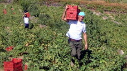Românii din Insula Pantelleria au de lucru