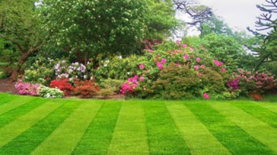 De la teatru la supravegherea spaţiilor verzi.