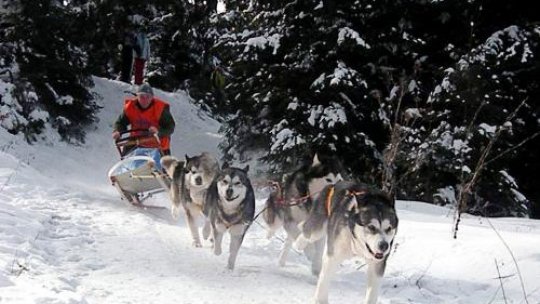 Sănii trase de câini husky în parcurile Moscovei