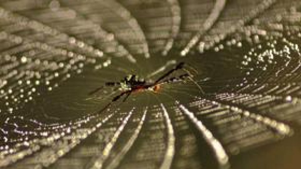 Veste anti-glonţ, "produse de viermi de mătase"