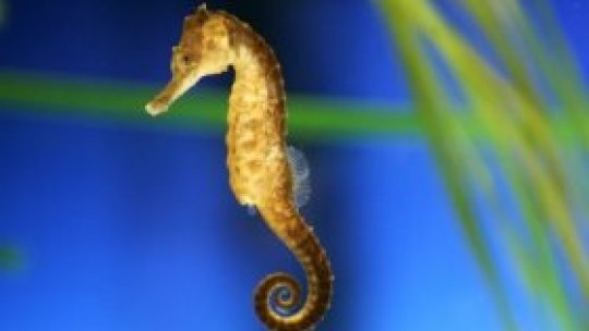 Căluții de mare, recreați în laborator