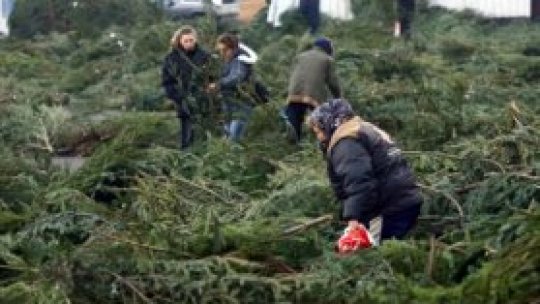 Brazii, folosiţi ecologic