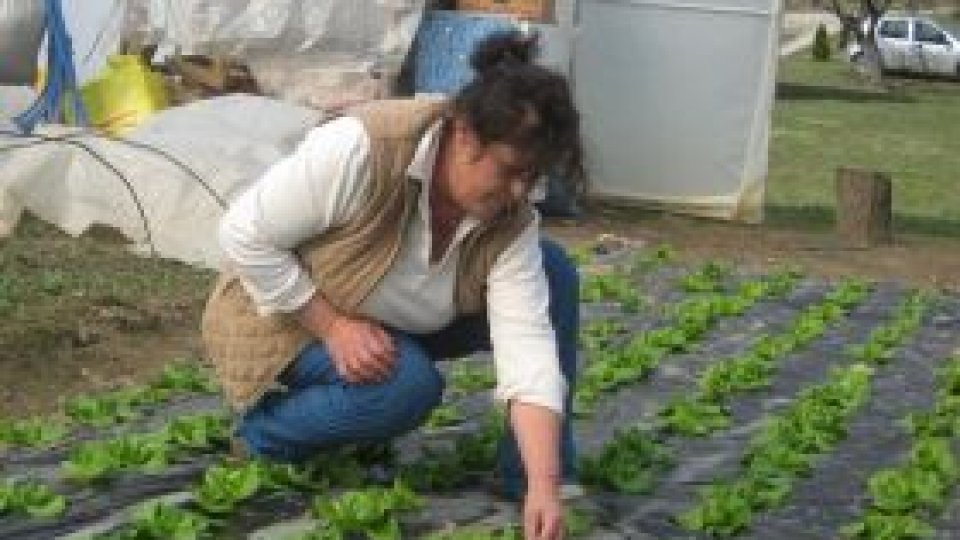 Muncitori români căutaţi pentru agricultura finlandeză