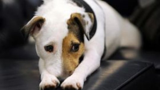 Laika, primul patruped în spaţiu