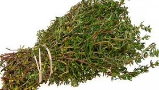 Cimbrul - iarba care te satură