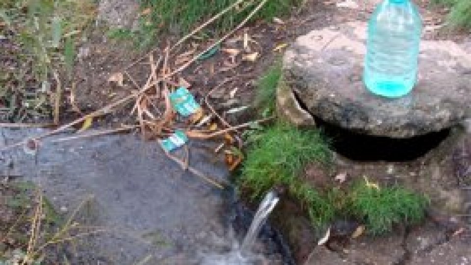 REPORTAJUL VERDE