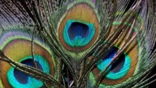 Vânzătorul de pene, în cautare de muşterii