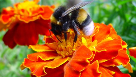Flori pentru salvarea albinelor