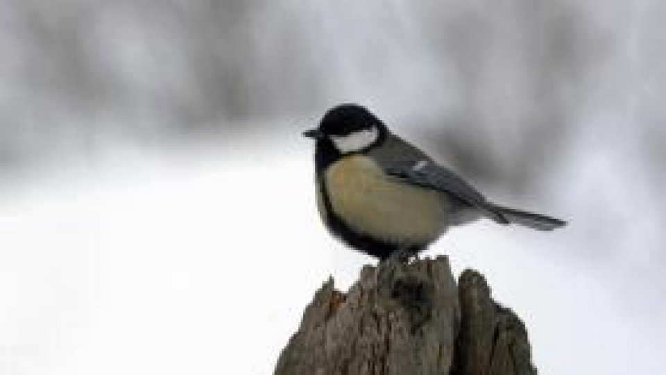 Sticletele, o pasăre încăpăţânată