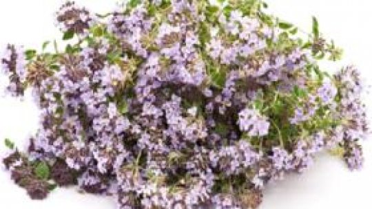 Cimbrişorul - iarba duhului