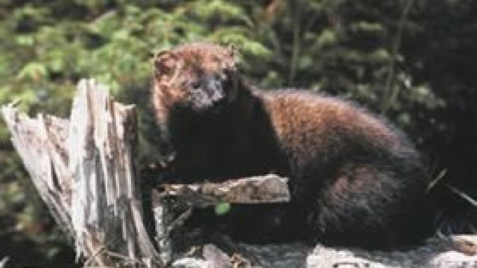 Jderii dau bătăi de cap oamenilor din Sf. Gheorghe