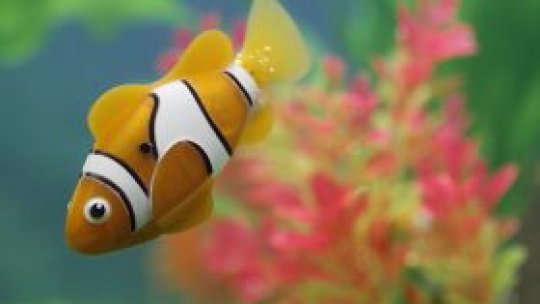 De ce sunt aşa iubiţi peştii de acvariu?
