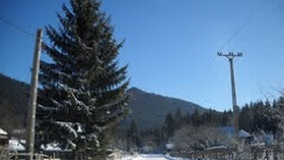 Lemnul, exploatat european în Alba