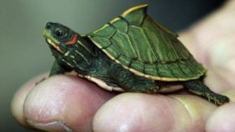 Ziua Internaţională a Animalelor