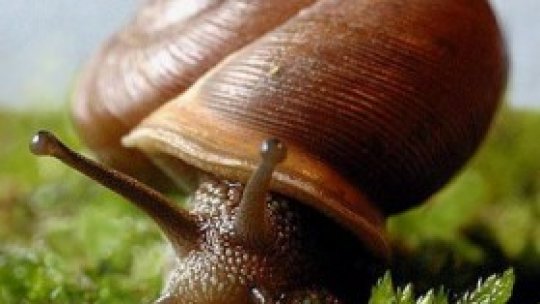 Melcul, simbol şi delicatesă