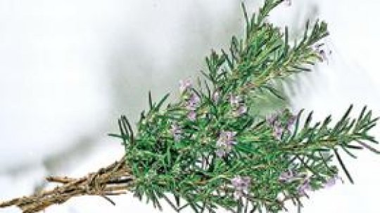 Rosmarinul - iarba nubilităţii fericite