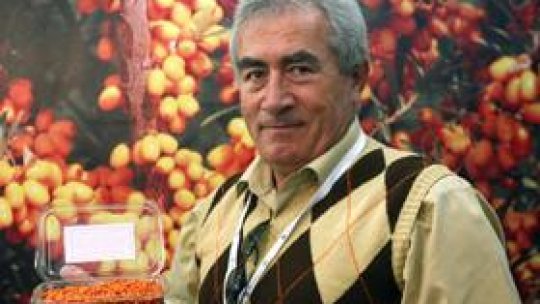 Cătina, planta minune