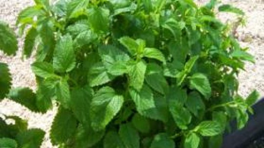 Roiniţa - iarba inimii