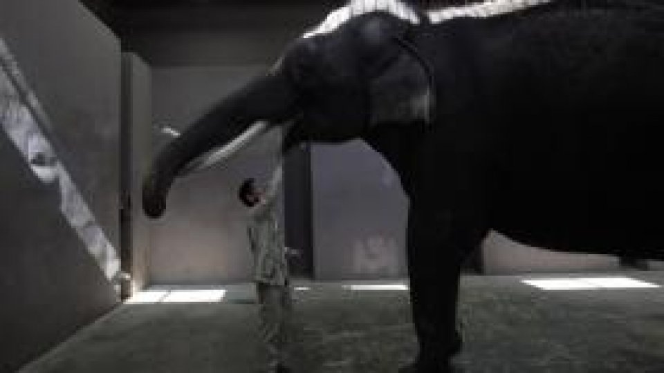 Elefantul Koshik "vorbeşte"