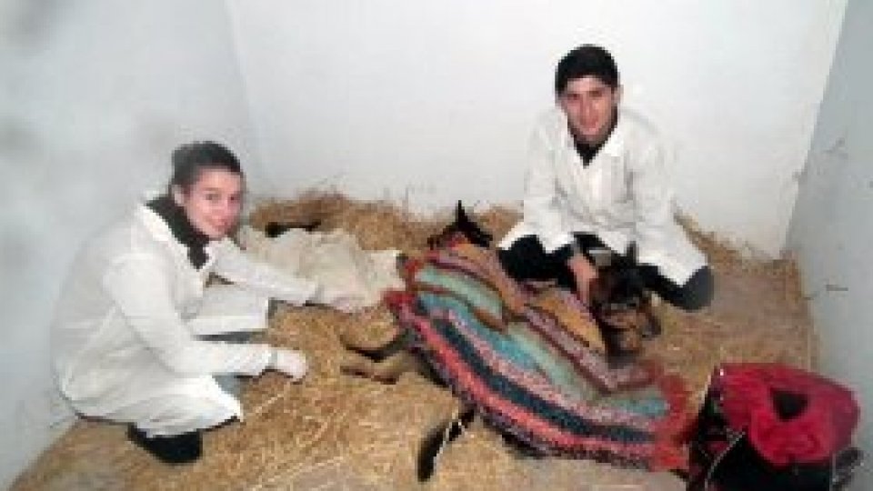 Voluntariat pentru animale