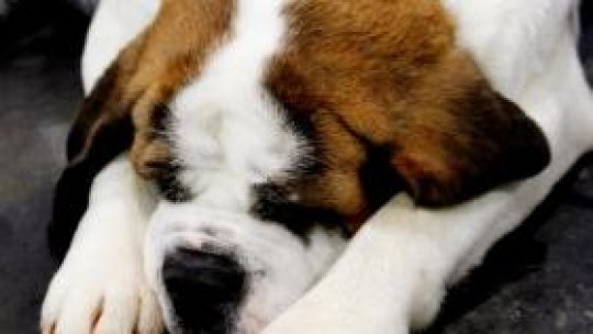 St. Bernard, o rasă simpatică