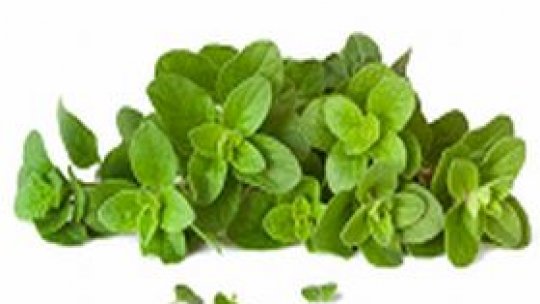 Sovârvul - iarba castei iubiri