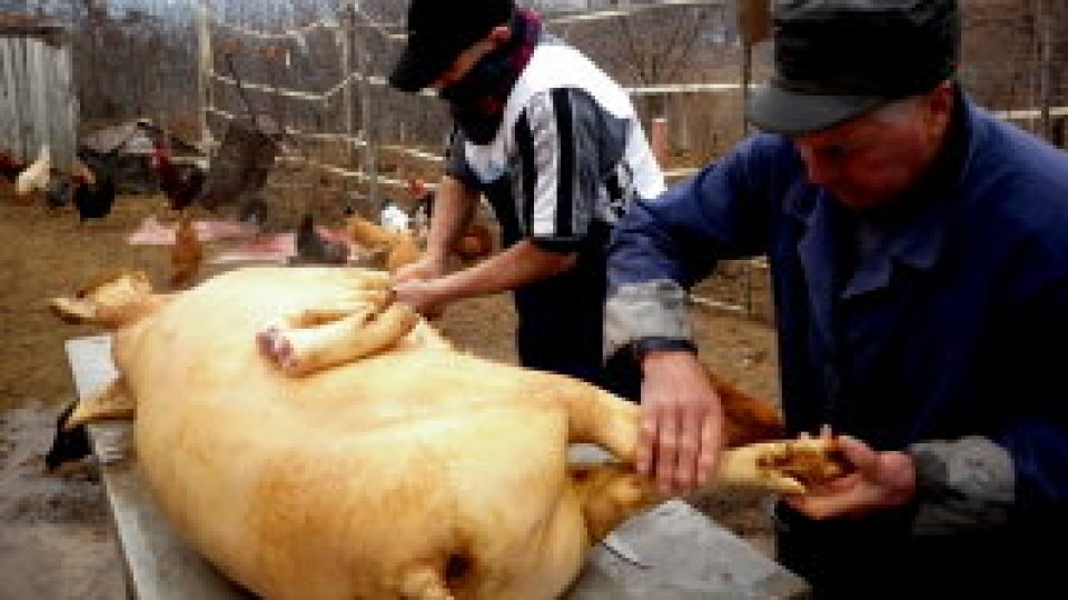 Sacrificarea porcilor, interzisă pe domeniul public