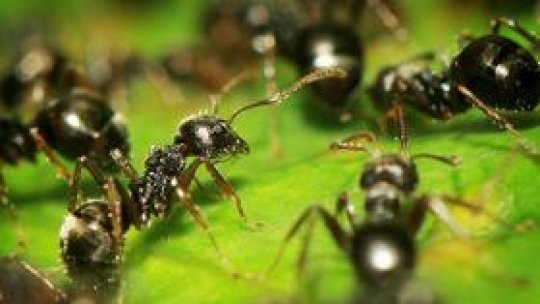 Furnica, cea mai inteligentă insectă