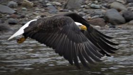 Sudanul a descoperit "un vultur israelian spion"