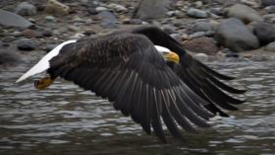 Sudanul a descoperit "un vultur israelian spion"