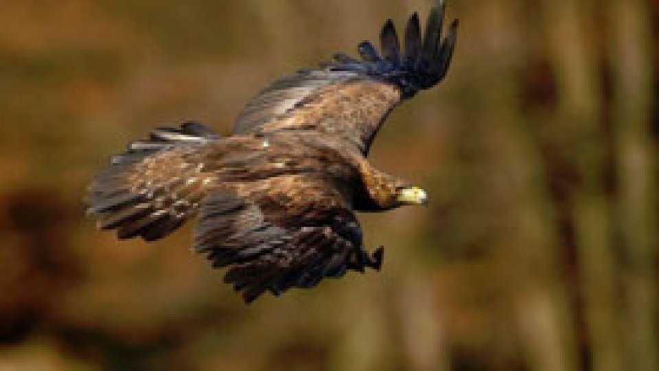 Copil "răpit de o acvilă" într-un parc din Canada