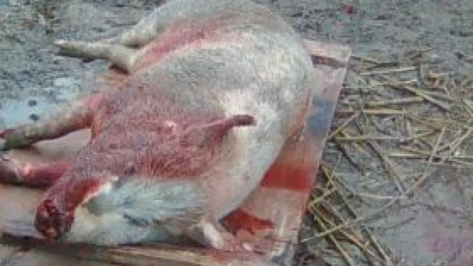 De Ignat, în Vintilă Vodă