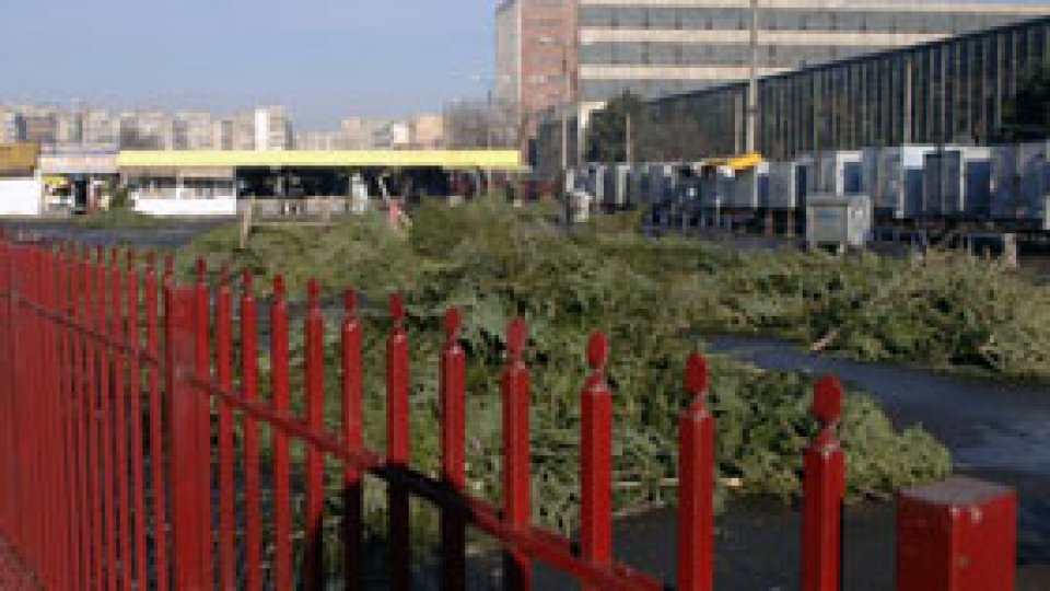 Aproape 12 mii de brazi de Crăciun, confiscaţi de poliţişti