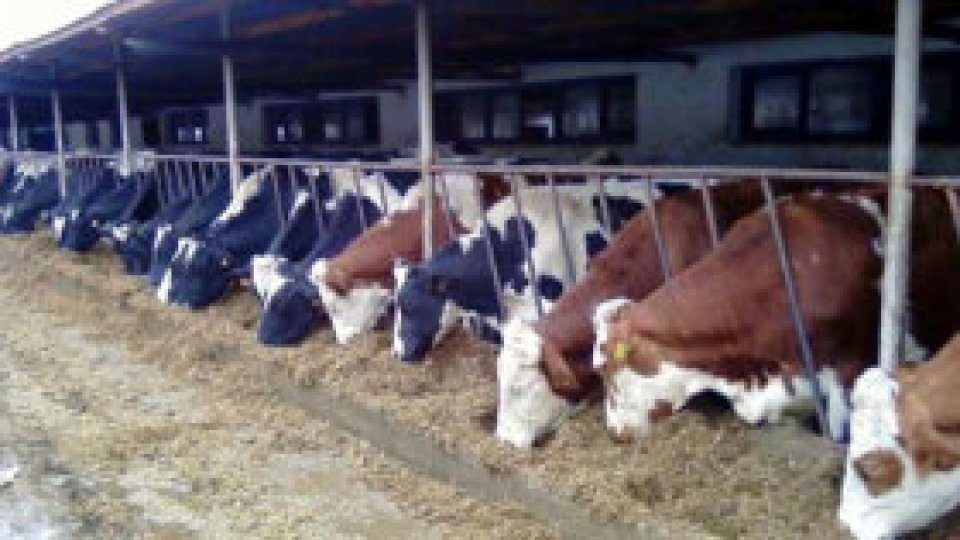 Cei mici cunosc animalele