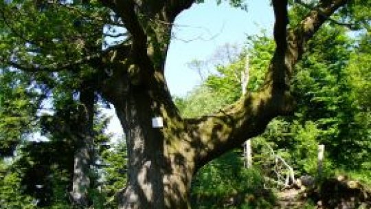 Mi-e dragă România pentru "Bâtrânul Carpaţilor"