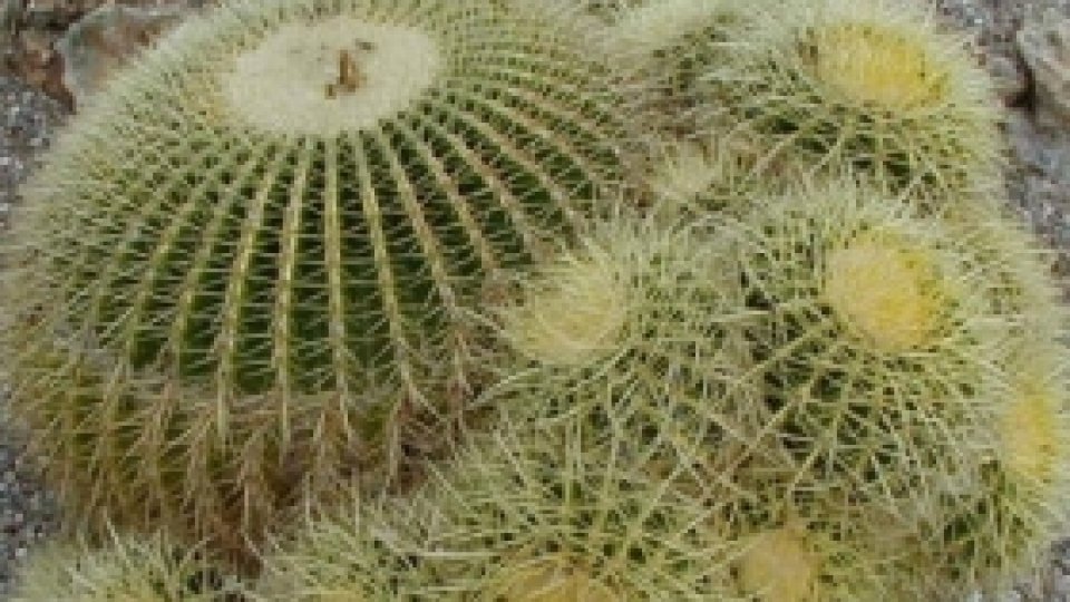 Un cactus cu o poveste inedită