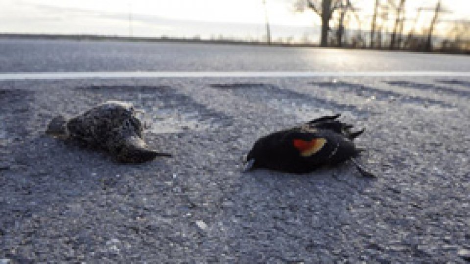 Sute de păsări moarte din cauza gerului