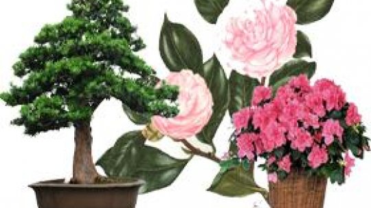 Azalee, camelii și bonsai