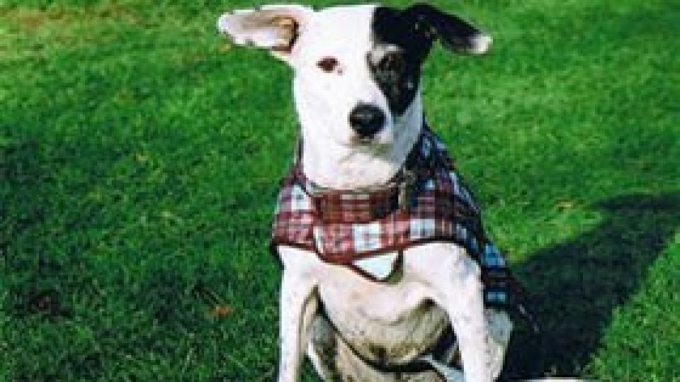 Îmbrăcăminte pentru patrupede