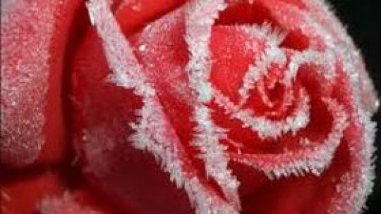 Când florile răcesc