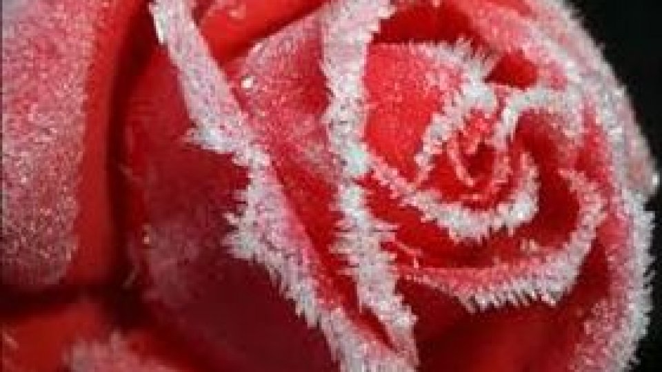 Când florile răcesc