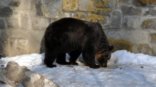 Ziua ursului
