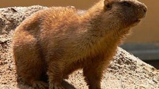 Castorul european (brebul)