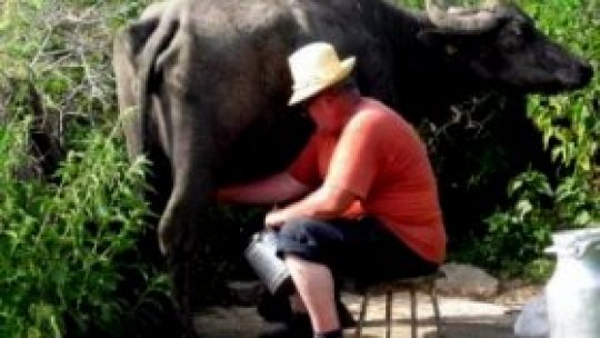 Vom găsi din nou lapte de bivoliţă?