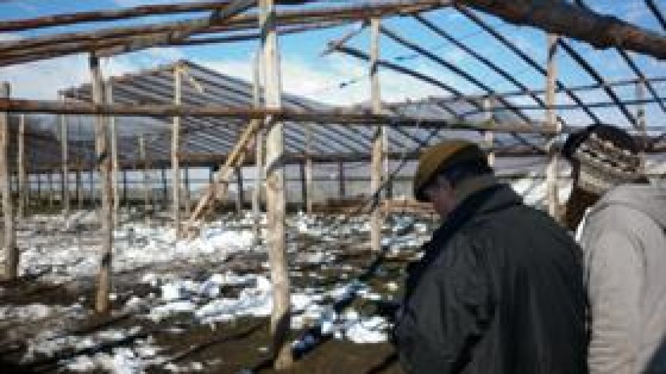 Zarzavaturile în vremea zăpezilor