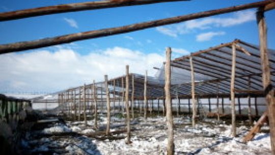 Zarzavaturile în vremea zăpezilor