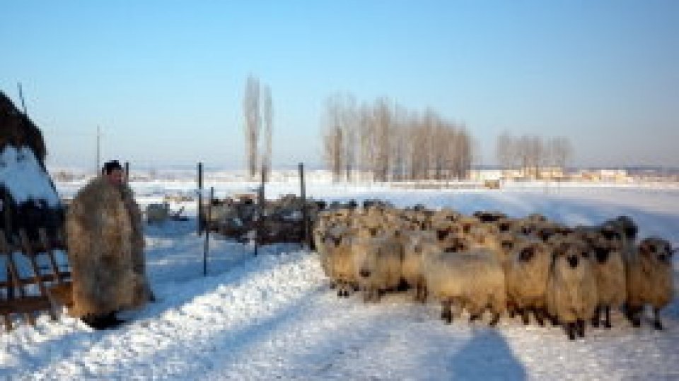 Viaţă de cioban, la –24 grade Celsius