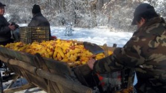 Iarna, printre mistreţi şi căprioare